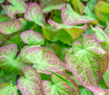 Horney Goat Weed Ext