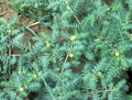 Tribulus Terrestris Ext