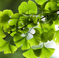 Ginkgo Biloba Ext