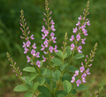 Desmodium Gangeticum  Extrac