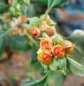 Withania Somniferrus  (Ashwagandha)