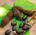 Mucuna Pruriens Extract