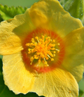 Sida Cordifolia Extract