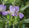Hygrophilla Auriculate Extract