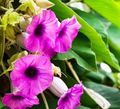 Argyreia Speciosa Extract