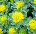 Rhodiola Extract