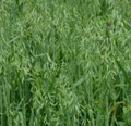 Oat Straw Extract