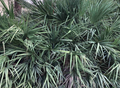 Saw Palmetto Berry Ext