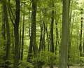 French Oak Wood  Extract